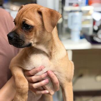 Taco -  Pug and Mixed Breed Dog for Adoption in Denison, Texas - Taco | PetCurious
