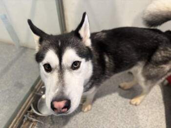 Husky Dogs Available for Adoption - Timber | PetCurious