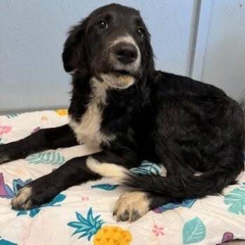 Xaden -  Labrador Retriever and Collie Dog for Adoption in Hattiesburg, Mississippi - Xaden | PetCurious