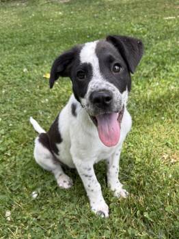 Chili -  Spaniel and Labrador Retriever Dog for Adoption in Lake Geneva, Wisconsin - Chili | PetCurious