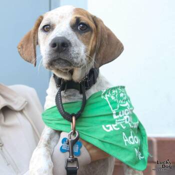 Australian Cattle Dog Blue Heeler and Hound Dogs Available for Adoption in Washington, District Of Columbia - Miss Molly | PetCurious