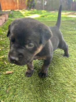 Tulip -  Labrador Retriever and Mixed Breed Dog Available for Adoption in Warr Acres, Oklahoma - Tulip | PetCurious