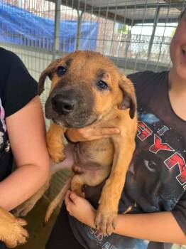 Clark -  German Shepherd Dog and Mixed Breed Dog for Adoption in Newman, California - Clark | PetCurious
