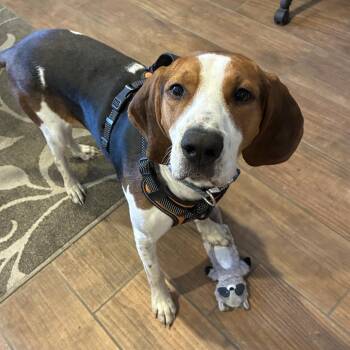 Henry -  Treeing Walker Coonhound Dog for Adoption in Little Rock, Arkansas - Henry | PetCurious