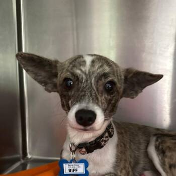 Biff -  Terrier and Mixed Breed Dog for Adoption in Wake Forest, North Carolina - Biff | PetCurious