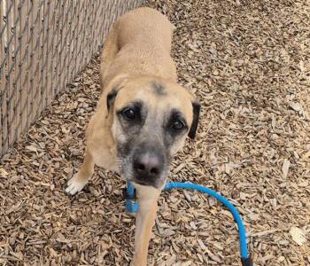 German Shepherd Dog and Mixed Breed Dogs Available for Adoption in Albuquerque, New Mexico - PLUTO | PetCurious