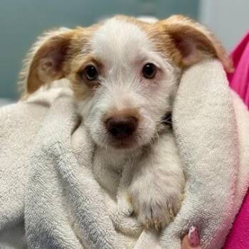 Terrier Dogs Available for Adoption in Bethel, Connecticut - Bailey | PetCurious