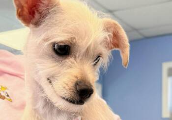 Chihuahua Dogs Available for Adoption - Budda | PetCurious