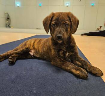 Labrador Retriever Dogs Available for Adoption - Cadbury | PetCurious