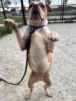June Bug -  Mixed Breed Dog for Adoption in Fairfax, Virginia - June Bug | PetCurious