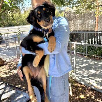 DEVIN -  Shepherd and Mixed Breed Dog for Adoption in Richmond, California - DEVIN | PetCurious