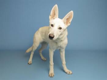 LEELA -  German Shepherd Dog Dog for Adoption in Phoenix, Arizona - LEELA | PetCurious