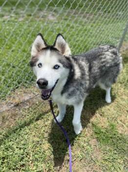 Fluffy -  Siberian Husky and Mixed Breed Dog for Adoption in Vero Beach, Florida - Fluffy | PetCurious