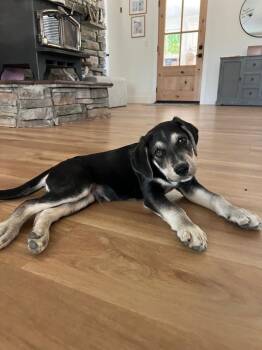 Doc -  Labrador Retriever and German Shepherd Dog Dog for Adoption in Pleasant Hill, California - Doc | PetCurious