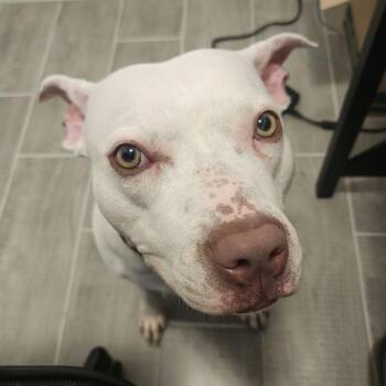 Annie -  Pit Bull Terrier Dog for Adoption in Bentonville, Arkansas - Annie | PetCurious