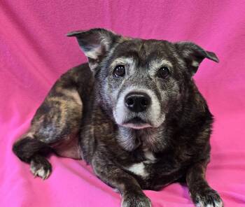 Chloe -  Mixed Breed Dog for Adoption in Frankfort, Indiana - Chloe | PetCurious
