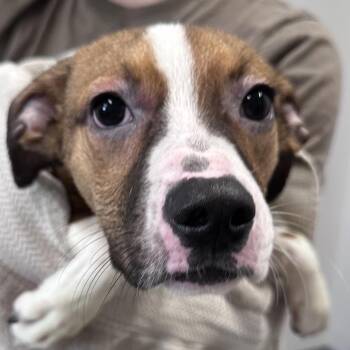 Rocky -  Boxer and American Staffordshire Terrier Dog for Adoption in Mount Vernon, Indiana - Rocky | PetCurious