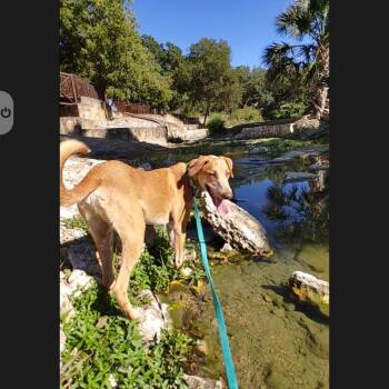 Rescue Australian Cattle Dog Blue Heeler Dogs for Adoption in Seguin, Texas - Paco | PetCurious