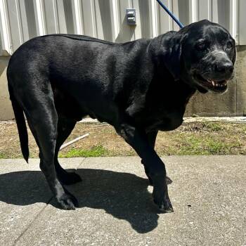 Black Labrador Retriever Dogs Available for Adoption in Warrensburg, Missouri - Moose | PetCurious