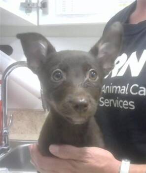 Labrador Retriever and Mixed Breed Dogs Available for Adoption in Albuquerque, New Mexico - FRUITY PEBBLES | PetCurious