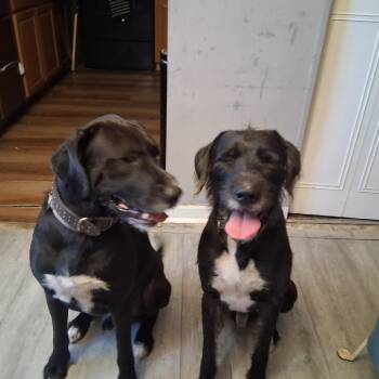 Sir Charles -  Mixed Breed Dog for Adoption in Memphis, Tennessee - Sir Charles | PetCurious