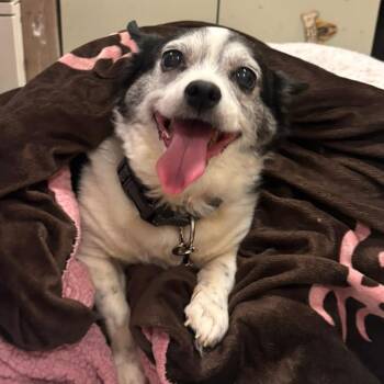 Corgi and Chihuahua Dogs Available for Adoption in Waynesboro, Pennsylvania - Alfie | PetCurious