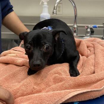 Refried -  Chihuahua Dog for Adoption in Galveston, Texas - Refried | PetCurious