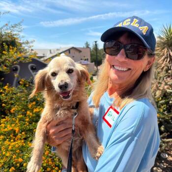 Suga Sinclair -  Dachshund Dog for Adoption in Ramona, California - Suga Sinclair | PetCurious