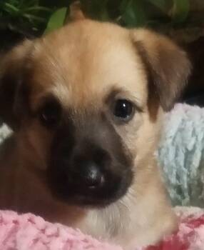 Natalie -  Mixed Breed Dog for Adoption in Silsbee, Texas - Natalie | PetCurious