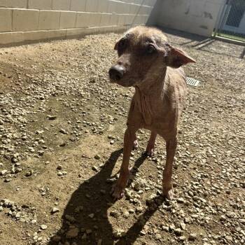 Mixed Breed Dogs Available for Adoption in Loxahatchee Groves, Florida - BONNIE 5897 | PetCurious