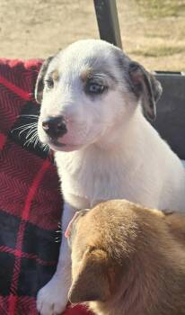 Rescue Australian Shepherd Dogs for Adoption in Tunica, Mississippi - Doc | PetCurious