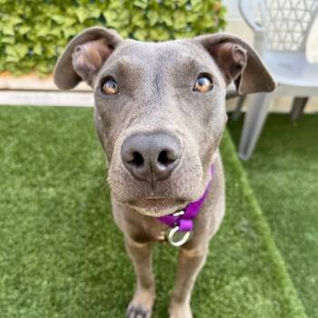 Rescue Pit Bull Terrier Dogs for Adoption in Los Angeles, California - Harry | PetCurious