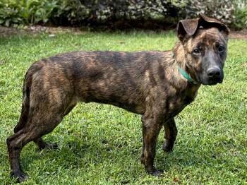 Rescue German Shepherd Dog Dogs for Adoption in Cashiers, North Carolina - Alex | PetCurious