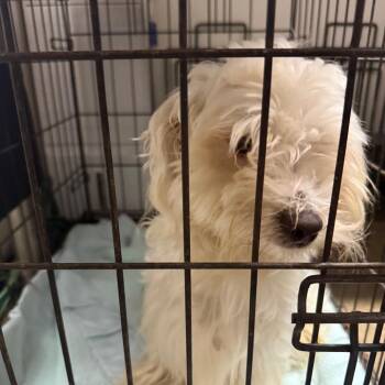 Beau -  Maltese Dog for Adoption in Lake Jackson, Texas - Beau | PetCurious