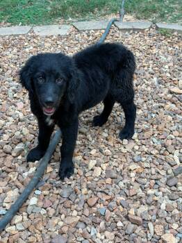 Muppet -  Labrador Retriever and Australian Shepherd Dog for Adoption in Sheboygan, Wisconsin - Muppet | PetCurious