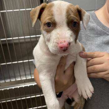 Mixed Breed Dogs Available for Adoption in Chattanooga, Tennessee - Dippin