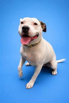 Mixed Breed Dogs Available for Adoption in Jacksonville, Florida - CHLOE | PetCurious