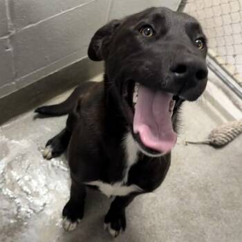 Labrador Retriever and Mixed Breed Dogs Available for Adoption - TUPELO HONEY | PetCurious