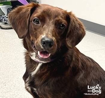 Opie -  Shepherd and Spaniel Dog for Adoption in Washington, District Of Columbia - Opie | PetCurious
