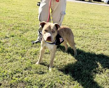 Rescue Catahoula Leopard Dog Dogs for Adoption in Petersburg, Virginia - Loyal | PetCurious