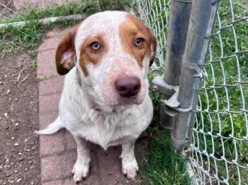 Australian Cattle Dog Blue Heeler and Mixed Breed Dogs Available for Adoption in Houston, Texas - HUNGER | PetCurious
