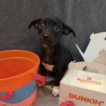 Chihuahua and Mixed Breed Dogs Available for Adoption in Bradenton, Florida - Chocolate Munchkin | PetCurious