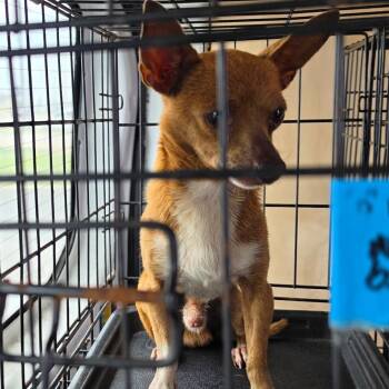 Chihuahua Dogs Available for Adoption in Aledo, Texas - Chico | PetCurious