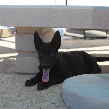 German Shepherd Dog Dogs Available for Adoption in Yucca Valley, California - Breeze | PetCurious