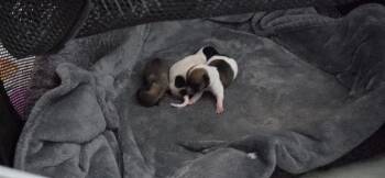 BABY HAZLENUT -  Chihuahua Dog for Adoption in Lakewood Ranch, Florida - BABY HAZLENUT | PetCurious