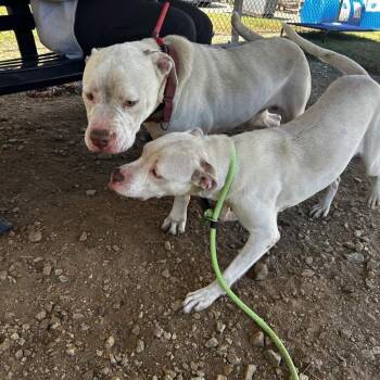 Allara -  Mixed Breed Dog for Adoption in Greenville, South Carolina - Allara | PetCurious
