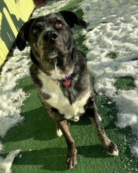 Australian Shepherd and Labrador Retriever Dogs Available for Adoption - Dozier | PetCurious