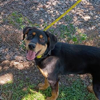 Bonnie P45804 -  Rottweiler and Mixed Breed Dog for Adoption in Corsicana, Texas - Bonnie P45804 | PetCurious