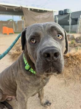 Maxwell -  Cane Corso Dog for Adoption in Glendale, Arizona - Maxwell | PetCurious