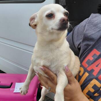 Layla 3456 -  Mixed Breed Dog for Adoption in Loxahatchee Groves, Florida - Layla 3456 | PetCurious